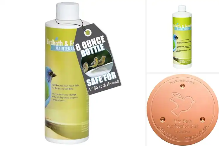Detailed view of Best Bird Bath Maintenance