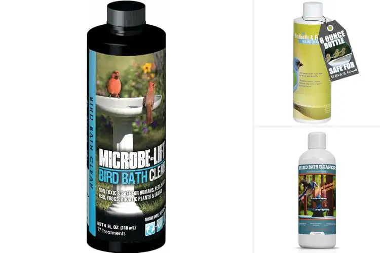 Detailed view of Best Natural Bird Bath Cleaner: 10 Safe & Sparkling Options