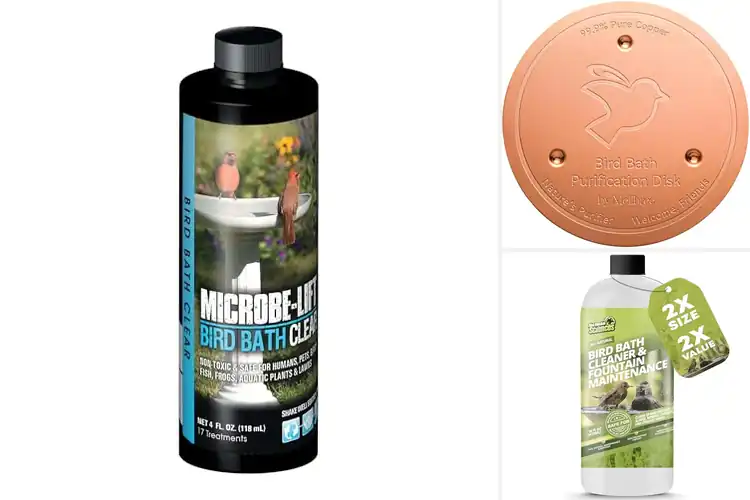 Detailed view of Best Safe Birdbath Products