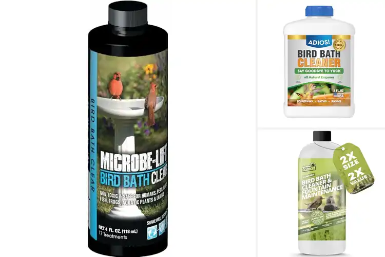 Detailed view of Best Wildlife-Safe Bird Bath Products